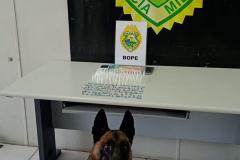 Trio é encaminhado e porções de drogas apreendidas graças a aplicação de cão de faro da PM em Curitiba