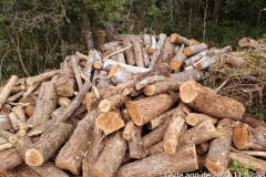  Polícia Ambiental flagra corte de mata nativa e aplica R$ 37,5 mil em multas 