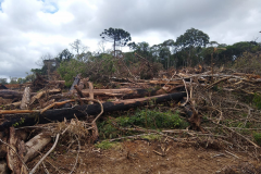 Homem é multado em mais de R$ 100 mil após desmatar mais de sete hectares em Palmeira (PR)