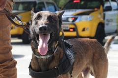 Polícia Rodoviária utiliza cães de faro contra o tráfico de drogas no Litoral