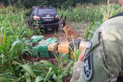 No Paraná, 219 toneladas de drogas foram apreendidas nos primeiros nove meses do ano
