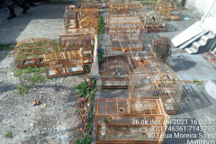 Polícia Ambiental resgata 42 aves silvestres e aplica multa de R$ 34,5 mil em Matinhos (PR)