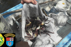Pescadores são autuados por capturar caranguejos de forma ilegal em Guaraqueçaba, no Litoral do estado
