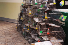 BPAmb-FV apreende 59 aves nativas no Noroeste do estado e aplica mais de R$ 29 mil em multas