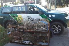 Aves silvestres são resgatadas pelo BPAmb-FV em Cianorte (PR), no Noroeste do estado