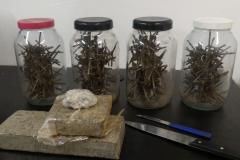 PM apreende 1,7 quilo de maconha em uma casa abandonada em Londrina, Norte do Paraná