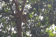 Polícia Ambiental resgata onça que estava presa em uma arvore em Maringá 