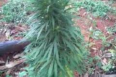 Dentro de uma propriedade rural, PM apreende 50 pés de maconha em Ivaiporã (PR); suspeito é encaminhado