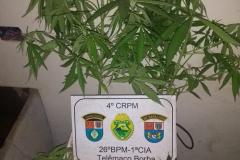 Oito pés de maconha são apreendidos pela PM durante atendimento em Telêmaco Borba (PR)