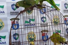 BPAmb-FV recupera cinco pássaros mantidos em péssimas condições e encaminha um rapaz, em Alto-Piquiri (PR) 