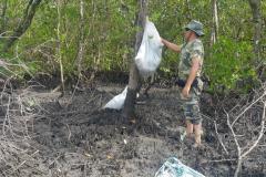 Em Guaraqueçaba (PR), Polícia Ambiental apreende 3400 laços utilizados na pesca irregular de caranguejos