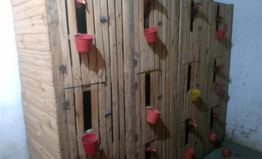 Rinha de galo é descoberta pela Polícia Ambiental em Colorado (PR); 110 aves foram apreendidas e 16 pessoas encaminhadas