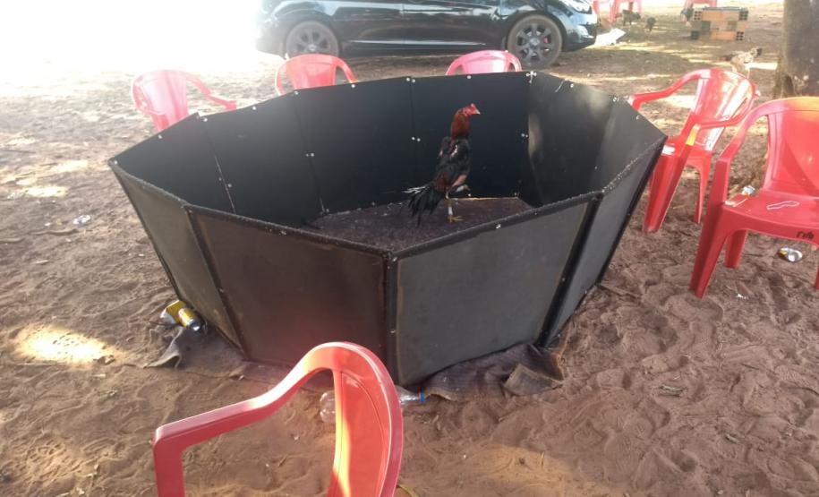 Rinha de galo é descoberta pela Polícia Ambiental em Colorado (PR); 110 aves foram apreendidas e 16 pessoas encaminhadas