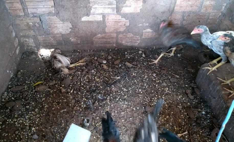 Rinha de galo é descoberta pela Polícia Ambiental em Colorado (PR); 110 aves foram apreendidas e 16 pessoas encaminhadas