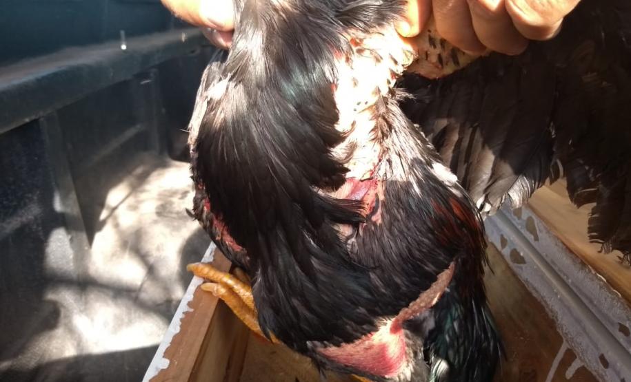 Rinha de galo é descoberta pela Polícia Ambiental em Colorado (PR); 110 aves foram apreendidas e 16 pessoas encaminhadas