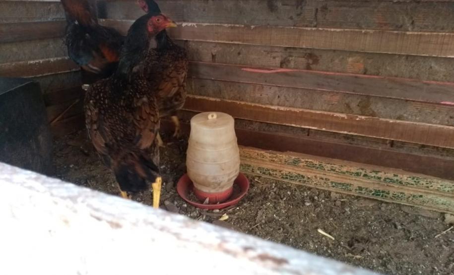 Rinha de galo é descoberta pela Polícia Ambiental em Colorado (PR); 110 aves foram apreendidas e 16 pessoas encaminhadas