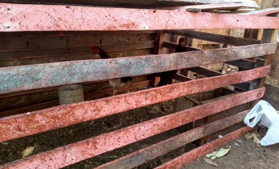 Rinha de galo é descoberta pela Polícia Ambiental em Colorado (PR); 110 aves foram apreendidas e 16 pessoas encaminhadas