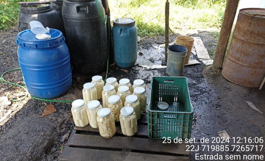 Apreensão de palmito em Adrianópolis